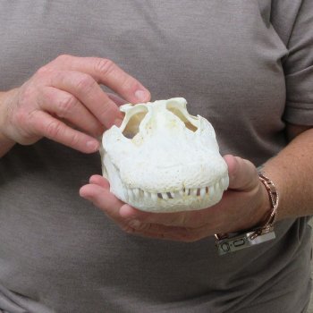 9-1/2" Alligator Skull 