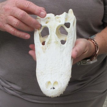 9-1/2" Alligator Skull 
