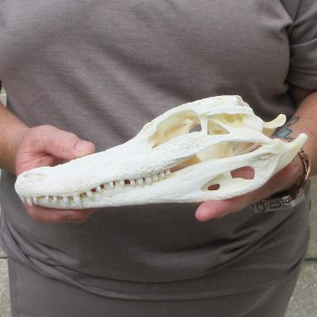 9-1/2" Alligator Skull 