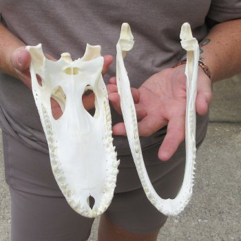 9-1/2" Alligator Skull 