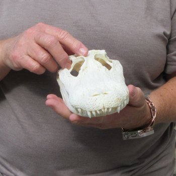 9-1/2" Alligator Skull 
