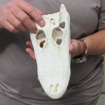 9-1/2" Alligator Skull 