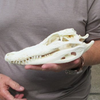 9-1/2" Alligator Skull 
