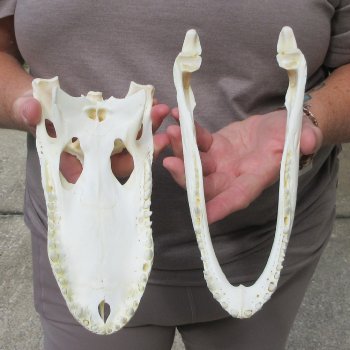 9-1/2" Alligator Skull 