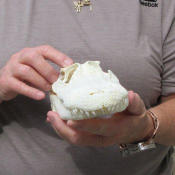 9-1/2" Alligator Skull 