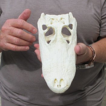 9-1/2" Alligator Skull 