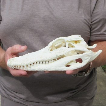 9-1/2" Alligator Skull 
