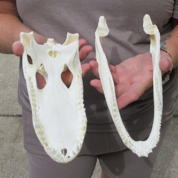 9-1/2" Alligator Skull 
