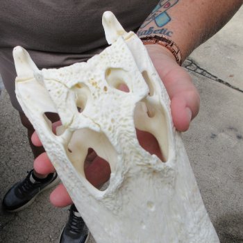 9-1/2" Alligator Skull 