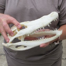 10" Alligator ...