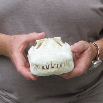 10" Alligator Skull 