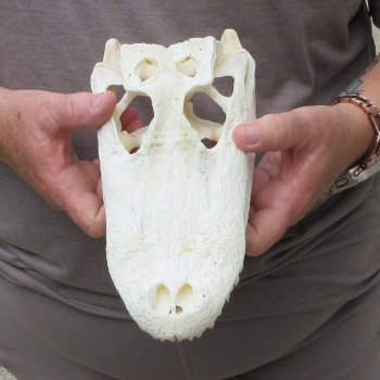 10" Alligator Skull 