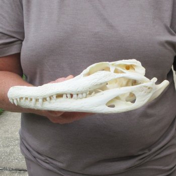 10" Alligator Skull 