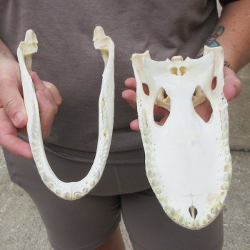 10" Alligator Skull 