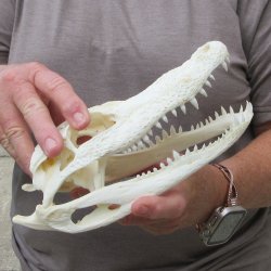 9" Alligator S...