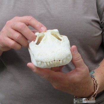 9" Alligator Skull 