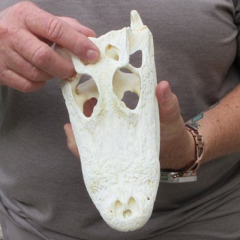 9" Alligator Skull 