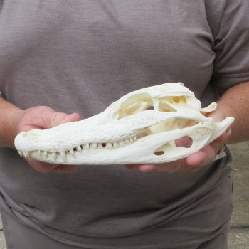 9" Alligator Skull 