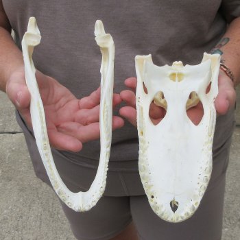 9" Alligator Skull 