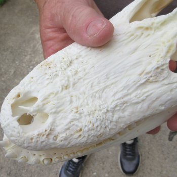 9" Alligator Skull 