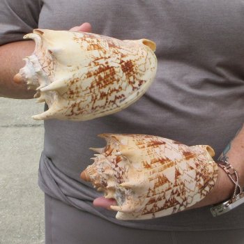 Two piece Imperial Volute Seashells 6"