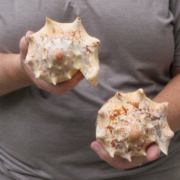Two piece Imperial Volute Seashells 6"