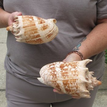 Two piece Imperial Volute Seashells 6"