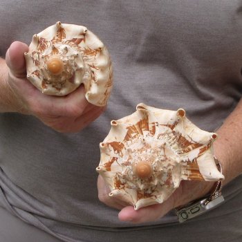 Two piece Imperial Volute Seashells 6"