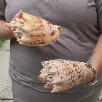 Two piece Imperial Volute Seashells 6"