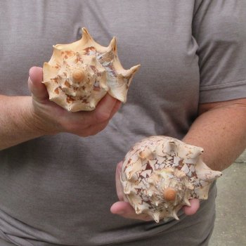 Two piece Imperial Volute Seashells 6"
