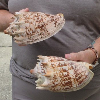 Two piece Imperial Volute Seashells 6"