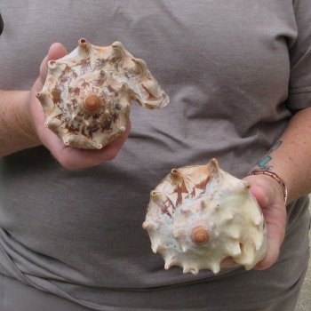 Two piece Imperial Volute Seashells 6"