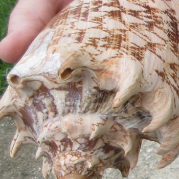 Two piece Imperial Volute Seashells 6"