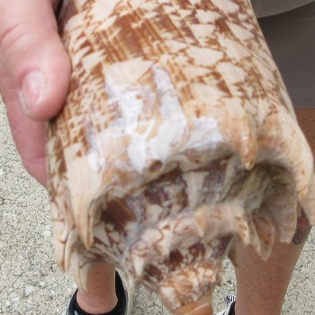 Two piece Imperial Volute Seashells 6"