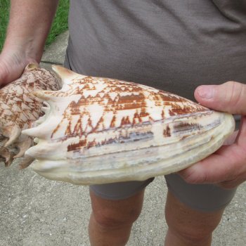 Two piece Imperial Volute Seashells 6"