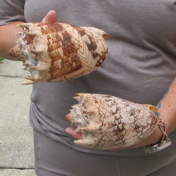 Two piece Imperial Volute Seashells 6"