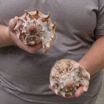Two piece Imperial Volute Seashells 6"