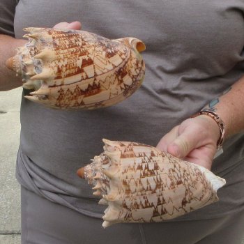 Two piece Imperial Volute Seashells 6"
