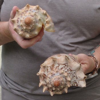 Two piece Imperial Volute Seashells 6"