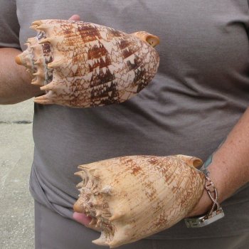 Two piece Imperial Volute Seashells 6"