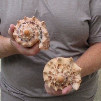 Two piece Imperial Volute Seashells 6"