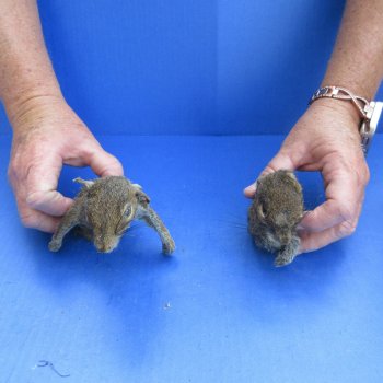 Two piece Preserved Half Squirrel Body