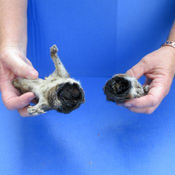 Two piece Preserved Half Squirrel Body