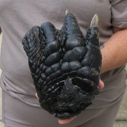 Preserved Alligator Foot 9-1/2 inches 