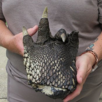 Preserved Alligator Foot 9-1/2 inches 