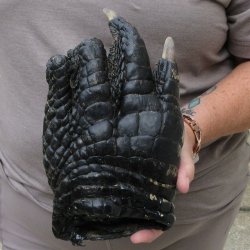 Preserved Alligator Foot 9-3/4 inches 