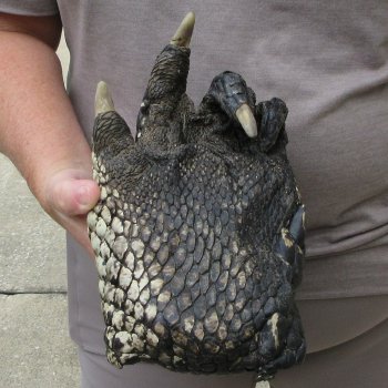 Preserved Alligator Foot 9-3/4 inches 