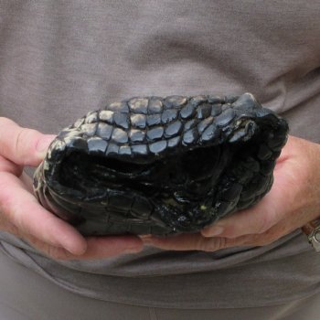 Preserved Alligator Foot 9-3/4 inches 