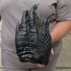 Preserved Alligator Foot 10-3/4 inches 