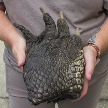 Preserved Alligator Foot 10-3/4 inches 